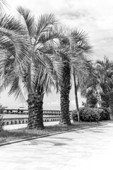 palm trees on a summer day in black and white image. Background photo for the poster
