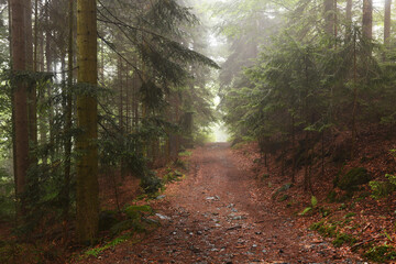 Wanderweg bei Nebel, Bayerischer Wald, Deutschland