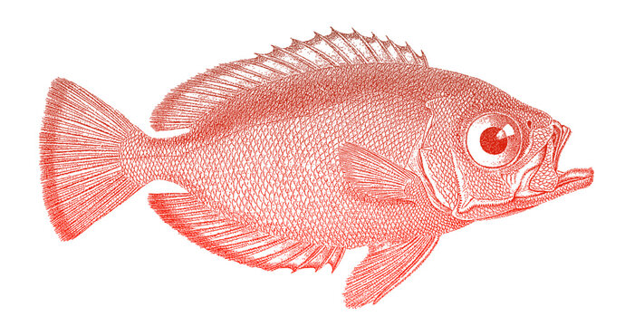 Glasseyes heteropriacanthus cruentatus, red aquarium fish in side view