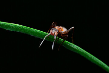 ant on a green leaf 