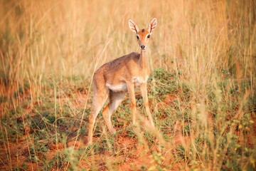 Oribi antelope