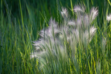 grass in the wind
