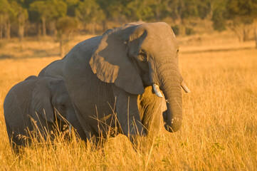 Elephants at the golden hour
