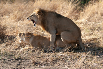 lion and lioness mating