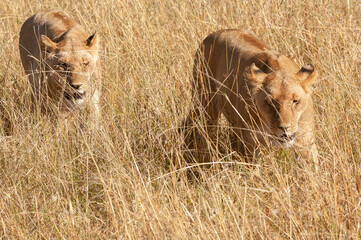 lions in the savannah