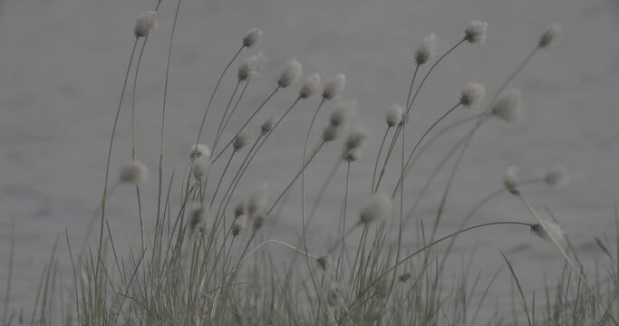 Cotton Grass At Riverside Close-up View on White Fluffy Flowers Eriophorum Angustifolium Known As Cottongrass, Cotton-grass clog2, clog, canon c70, c log 2, plant