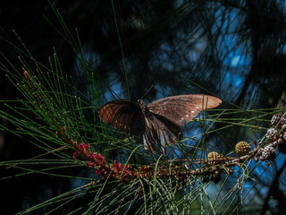 Brown butterfly resting on the branches of a coniferous tree