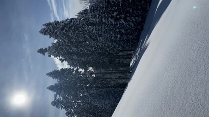 Freshly fallen snow shines beautifully in the sun in the mountains. Frosty weather. Snow-covered trees, blue sky with white clouds. Vertical video. powder day - Powered by Adobe