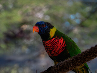 Intense colors of a rainbow parrot showing the beautiful textures that make up its feathers.