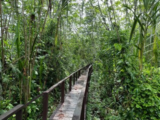 wooden path leading through lush rainforest in peru tambopata national reserve