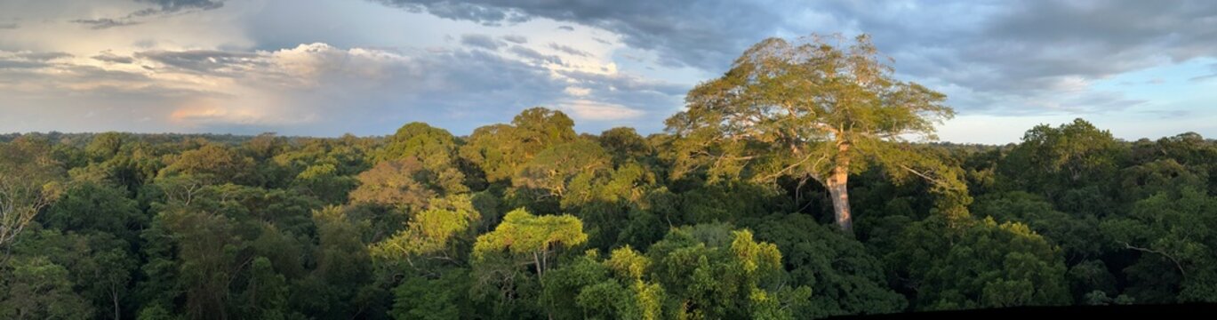 canopy of amazon rainforest panorama in tambopata: tree cover from observation tower at sunrise