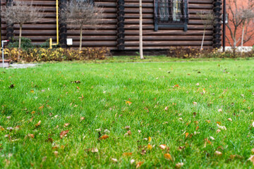 A vibrant green lawn sprinkled with fallen autumn leaves. In the background, there is a rustic log cabin with a dark brown facade, complemented by a black roof and window frames. A small, bare