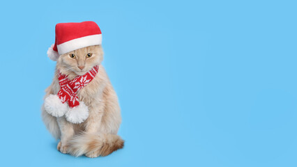 Cat wearing red Santa Claus cap. Christmas cat card. Santa's helper. Ginger Cat with Santa hat on blue background. Happy New Year 2024. Celebration. Holiday concept. Web banner with copy space.  