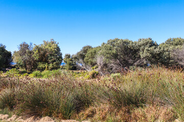 Obraz premium coastal grasses and tea trees on sand dunes