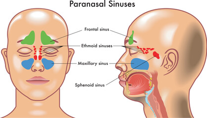 Medical diagram of  Paranasal Sinuses in the human head. - obrazy, fototapety, plakaty