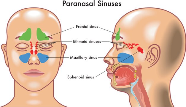 Medical diagram of  Paranasal Sinuses in the human head.