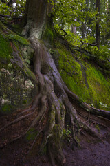 beech and its roots across the road