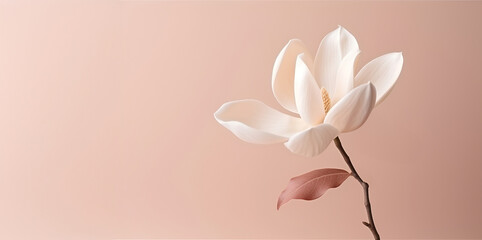 Elegant Magnolia Flower on a Pastel Pink Background.