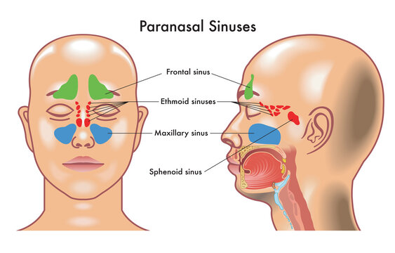 Medical diagram of  Paranasal Sinuses in the human head.