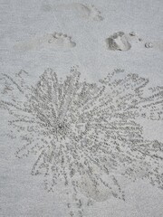 Crab Ambush Hidden in the Comfort of Coral Safehold