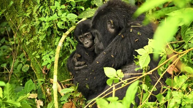 Eastern Gorilla - Gorilla beringei critically endangered largest living primate, lowland gorillas or Grauer's gorillas (graueri) in green rainforest, adults and child feeding and playing, Silverback