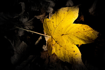 Yelow leaf in autumn
