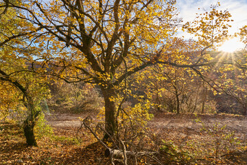 Autumn at Monte Livata, Monti Simbruini Natural Regional Park	