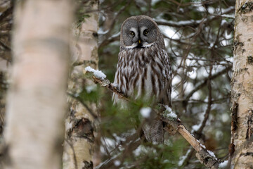 Great grey owl in the birch forest