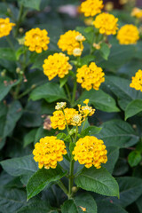 Yellow lantana flower, Lantana acuelatr with blurry background. Common name chapel hill, camara...