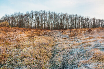 View of a meadow with frost on the grass and a deciduous forest without leaves. A day in late autumn and early winter