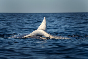 Fototapeta premium Southern right whale is breathing around the Valdés peninsula. Rare right whales during mating time. Cetacean surfacing behaviour. Young albino calf of whale is playing with mother.