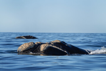 Obraz premium Southern right whale is breathing around the Valdés peninsula. Rare right whales during mating time. Cetacean surfacing behaviour. Whales activity on the ocean surface.