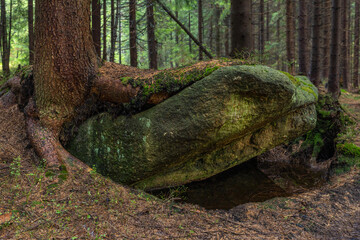 tree and stone in the forest