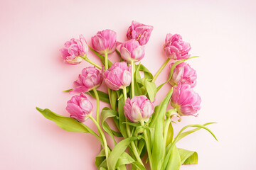 Obraz na płótnie Canvas Fresh pink peony tulips on pastel pink background, close-up. Festive concept for Mother's Day or Valentines Day. Greeting card, flat lay, banner format.