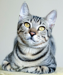 Cute tabby cat, pet animal.