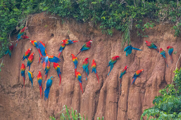 Clay lick of Tambopata in Peru: Madre de dios with its numerous macaw species feeding at clay lick...