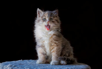 Pet animal; cute calico kitten cat