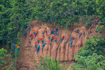 Clay lick of Tambopata in Peru: Madre de dios with its numerous macaw species feeding at clay lick in Peru (ara macao, ara aurana) © Miguel