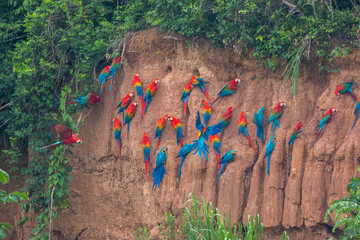 Clay lick of Tambopata in Peru: Madre de dios with its numerous macaw species feeding at clay lick in Peru (ara macao, ara aurana)