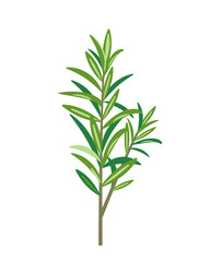 Fresh green sprig of Rosemary isolated on white background. Rosemary herb branch organic aromatic spices for cooking food, culinary concept. Vector illustration.