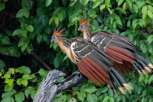 Lago Sandoval in Peru's Tambopata National Reserve wildlife: Hoatzin (Opisthocomus hoazin)
