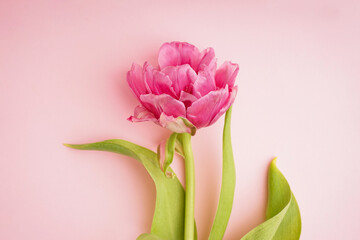 Fresh pink peony tulip on pastel pink background, top view. Festive concept for Mother's Day or Valentines Day. Greeting card, banner format, closeup.