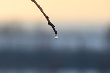Drop of water on the tip of a branch without leaves, close-up with soft selective focus