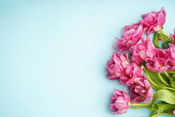 Fresh pink peony tulips on pastel blue background with space for text. Festive concept for Mother's Day or Valentines Day. Greeting card, top view, banner format.