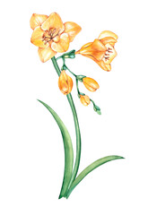 Watercolor Yellow freesia flower
