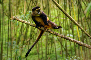 Golden Monkey - Cercopithecus kandti originally subspecies of Blue monkey (Cercopithecus mitis kandti), found in Mgahinga in Uganda, Volcanoes in Rwanda and Virunga in highland forest near bambo