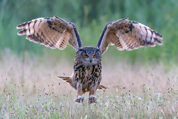 Landing of a beautiful Eurasian Eagle-Owl (Bubo bubo). Noord Brabant in the Netherlands.           ...