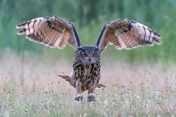 Fotobehang Landing of a beautiful Eurasian Eagle-Owl (Bubo bubo). Noord Brabant in the Netherlands.                                                                                                © Albert Beukhof