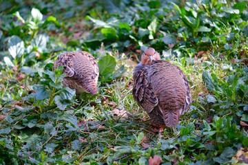 partridges in bushes, wild animals, a couple of partridges, Perdicinae