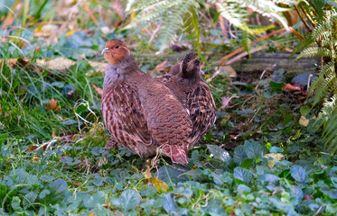 partridges in bushes, wild animals, a couple of partridges, Perdicinae